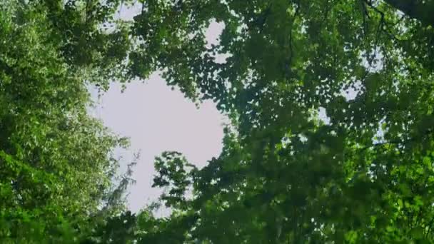 Перемещение кадры глубокого леса с голубым небом над и сверкающие солнечные лучи, красивая природа в солнечное лето — стоковое видео