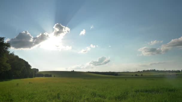 Green Beautiful Field Summer Morning — Stock Video