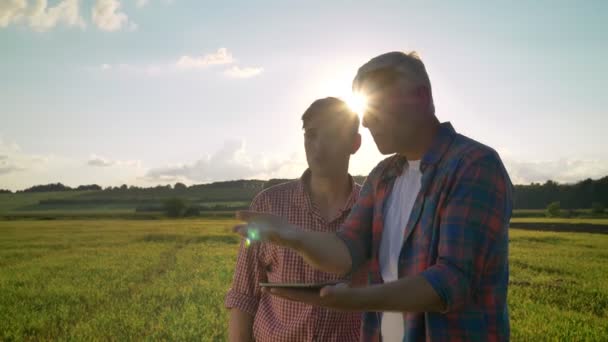Vecchio papà con figlio adulto che pianifica di coltivare e stare in piedi sul campo di grano, tenendo tablet e parlando di progetto, bel tramonto — Video Stock