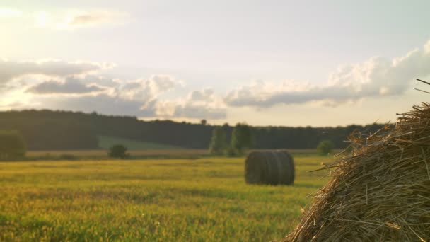 Záběry z pšeničné nebo žitné pole s balíky sena, slámy, sklizeň zemědělství — Stock video