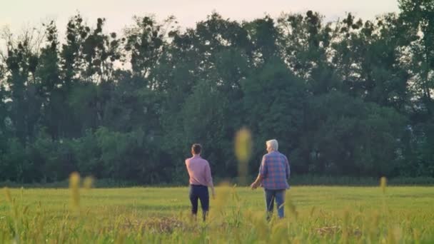 Baksidan på gamla far och vuxen son gå framåt på vetefält, djupt gröna skogen i bakgrunden, skörd säsong — Stockvideo