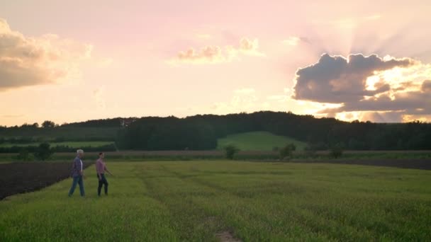 Старый отец гуляет со своим взрослым сыном на пшеничном или ржаном поле, красивый закат на заднем плане — стоковое видео