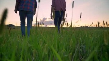 Arkadan görünüşü ileri yürüyen buğday ya da çavdar sahasındaki yaşlı baba, güzel doğa günbatımı sırasında genç adam
