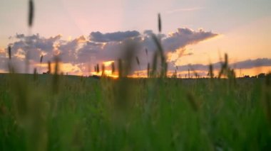 Güzel buğday ya da çavdar alan yukarıda, pembe gökyüzü bulutlu muhteşem gün batımı ile hareketli görüntüleri
