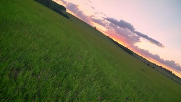 Imagens em movimento com diferentes ângulos de belo pôr do sol acima do campo de trigo ou centeio, céu rosa com nuvens — Vídeo de Stock