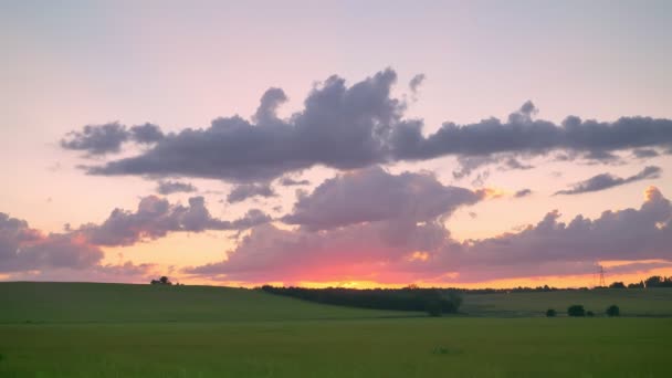 Неймовірне рожеве небо з хмарами над пшеничним або життєвим полем, красива природа — стокове відео
