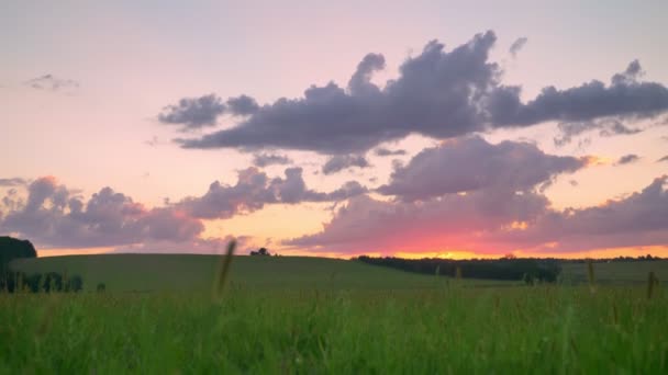 Fantastiska rosa himmel med moln ovanför vete eller råg fält, vacker natur — Stockvideo