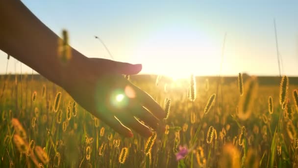 Imágenes cercanas de la mano tomando otra mano y sosteniendo, hermosa vista del trigo o el campo de centeno durante la puesta del sol en el fondo, destello de la lente — Vídeos de Stock