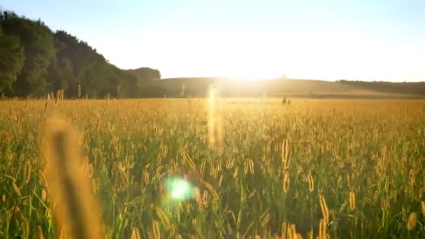 Campo de trigo amarelo durante o dia no verão, conceito de natureza — Vídeo de Stock