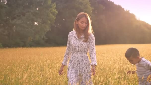 夕日に広い麦畑を歩きながら彼女の幼い息子に話して美しいアジアの女性 — ストック動画