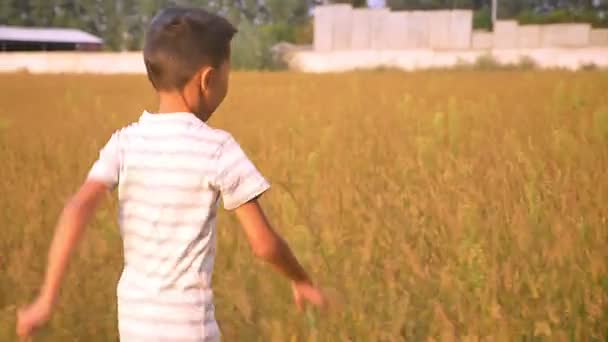Χαριτωμένο μικρό ασιατικό αγόρι ευτυχώς διατρέχει πεδίο μεγάλων σιτάρι το καλοκαίρι — Αρχείο Βίντεο