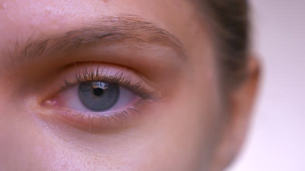Close-up-Gesicht und fokussiertes blaues Auge der kaukasischen Hündin mit perfekter Haut und glattem Gesicht