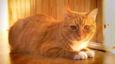 Sevimli kırmızı kedi kameraya büyük kahverengi gözleri ile Evcil hayvan görünümlü ahşap zemin üzerinde oturuyor