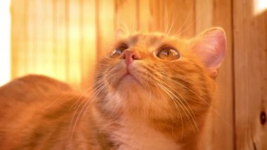 Güneşli görüntüleri zencefil kedi au seyir ve düz yatarken ahşap arka plan soğutma, zevk ev atmosfer, güzel Evcil hayvan üzerinde