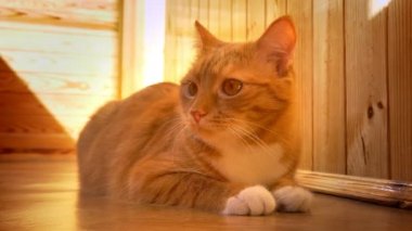 Rahat huzurlu ev kedi alan sakin bir şekilde koklama gençler içinde kapalı balkonda yatıyor