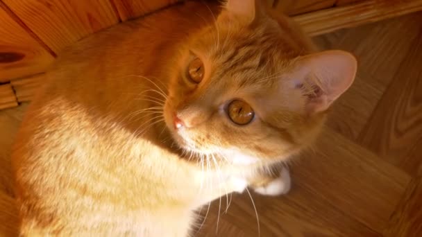 茶色壁、家の感じと甘い顔に太陽の上に立って、カメラでその足で遊んで赤い猫の面白い映像 — ストック動画