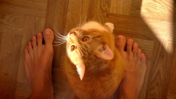 Schieten van mooie gember kat zitten tussen de benen van de man en rustig opzoeken, leuke huis pet, houten vloer en zonnige foto — Stockvideo