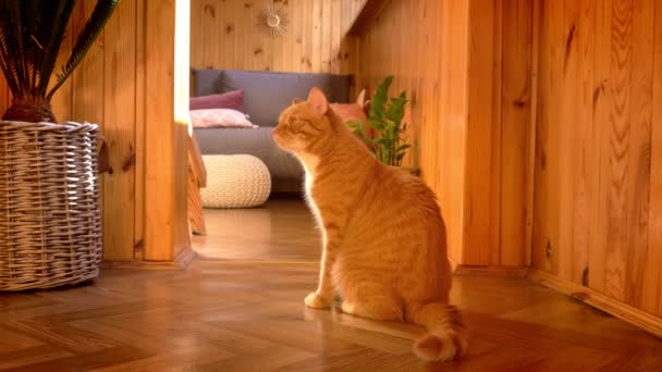 Precioso gato jengibre sentado en el suelo de madera y olfatear la habitación y luego va en la dirección del olor, sala de luz, superficie naranja — Vídeos de Stock