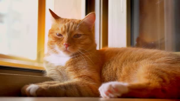 Симпатичный Оранжевый Котенок Лежит Балконе Над Открытым Окном Наслаждается Солнечным — стоковое видео