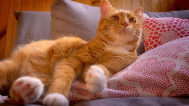 Gatito somnoliento disfrutable con piel esponjosa de jengibre está acostado en la almohada roja en casa, siendo satisfecho y perezoso, mascota de buen aspecto — Vídeos de Stock