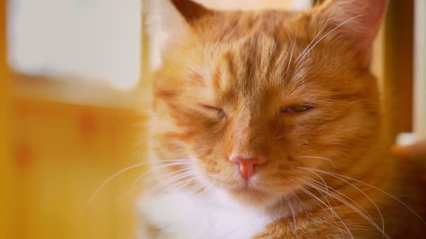 Крупный план красивое лицо рыжего кота в солнечных лучах, лежа и глядя на камеру холод, спать в летний день, солнечные лучи на заднем плане, домашняя иллюстрация — стоковое видео