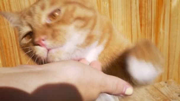 Rode homie kat is plezier indoor, bijten van de hand van zijn gastheer terwijl zittend op houten achtergrond ontspannen, leuke illustratie, zonnige dag — Stockvideo