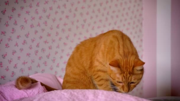Симпатичный игривый красный кот сидит на розовой кровати дома и выглядит расслабленным в комнате, удовлетворен милый домашнее животное, в помещении — стоковое видео