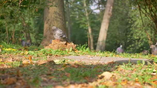 Gros plan Tir sur les oiseaux, les pigeons sont assis sur l'herbe verte dans la forêt, les rayons du soleil les entourent, les colombes sauvages sont au sol — Video