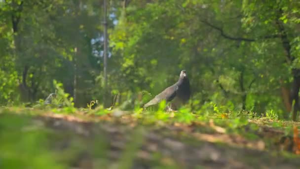 Les oiseaux volants dans le beau parc vert, les pigeons sont assis sur l'herbe, les arbres en arrière-plan, illustration d'été — Video