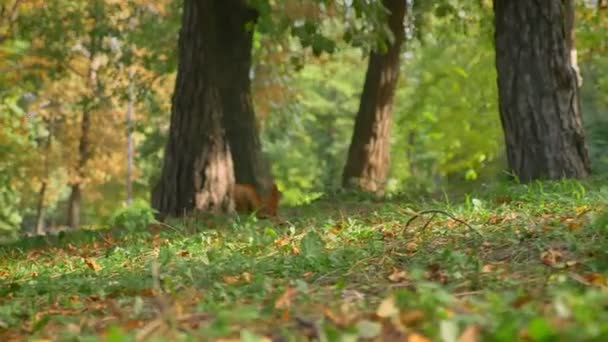 Filmagem bonita de esquilo está andando no chão e depois subir na árvore, cauda vermelha, dia ensolarado — Vídeo de Stock