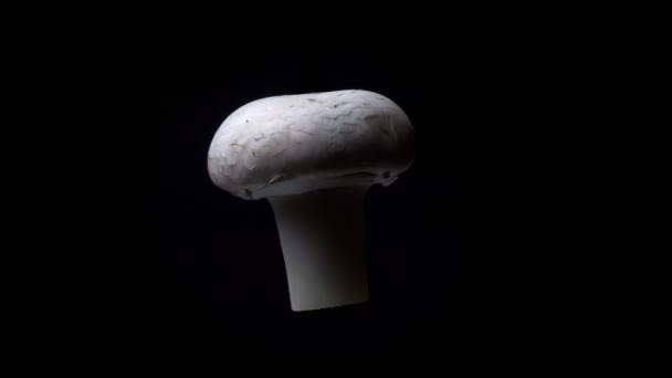 Pilz dreht sich langsam auf schwarzem Hintergrund — Stockvideo