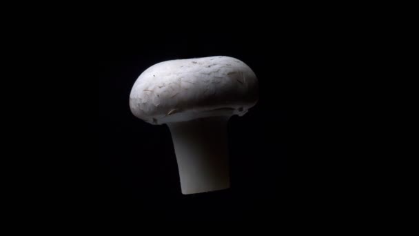 Mushroom twisting around slowly on black background — Stock Video