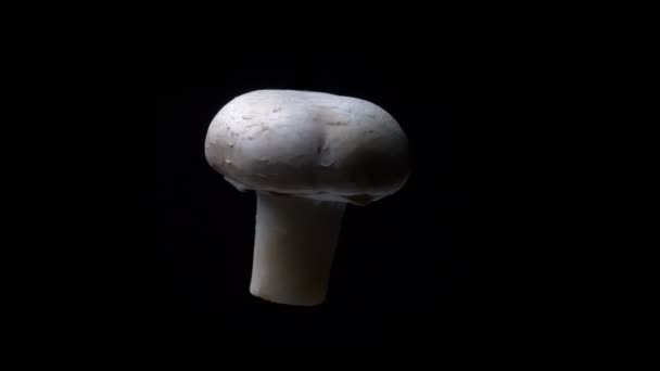 蘑菇在黑色背景上快速扭动 — 图库视频影像