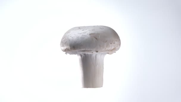 Mushroom twisting around fastly on white background — Stock Video