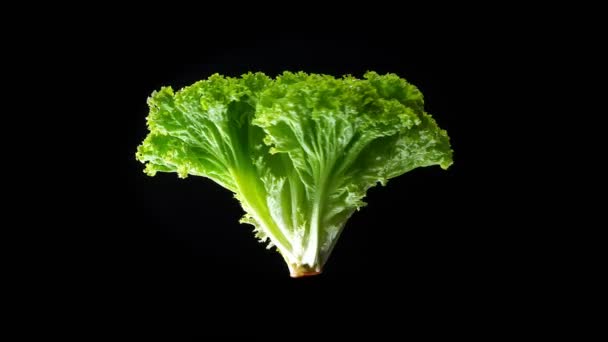 Göbek salatayı etrafında saat yönünde yavaş yavaş siyah arka plan üzerine büküm — Stok video
