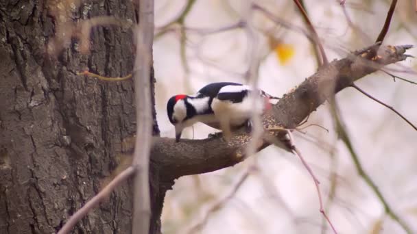 Retrato de pájaro carpintero golpeando el árbol buscando plagas sobre fondo natural . — Vídeo de stock