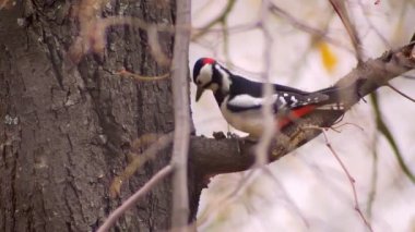 Ciddi bir şekilde doğal zemin üzerine zararlıları aramak üzere ağacını dövme ağaçkakan portresi.