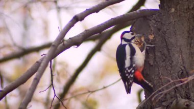Ağaçkakan ciddi doğal zemin üzerine zararlıları aramak üzere ağacını dövme ağaç gövdesi üzerinde parlak renkli portresi.
