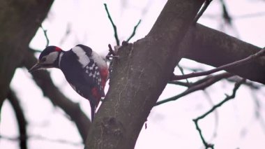 Fade-renkli ağaç gövdesi beyaz doğal zemin üzerine oturan ağaçkakan portresi.
