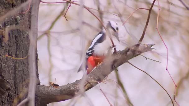 Portrait of woodpecker jumping from branch to branch battering the tree looking for pests on natural background. — Stock Video