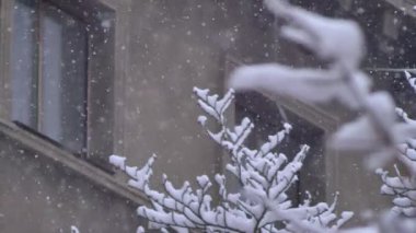 Ağaçların dalları itibariyle şehir kar fırtınası içinde düşen kar taneleri.