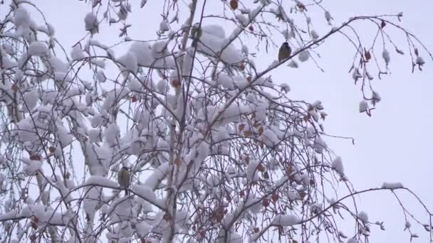 冬は雪に覆われた木の上に座ってのおっぱい — ストック動画