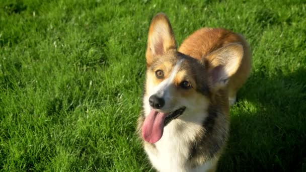 Ampliación de tiro superior de perro corgy mirando hacia arriba con la lengua hacia fuera en el parque verde . — Vídeo de stock