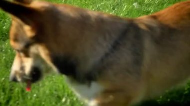 Yakın çekim yeşil park arka plan üzerinde küçük top ile oynayan corgy köpek portresi