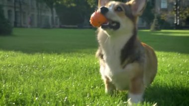 Küçük top ile çalışan ve insan ile yeşil park arka plan üzerinde oynama corgy köpek portresi.