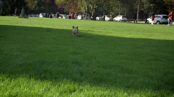 Primer plano retrato de perro corgy corriendo con pequeña bola sobre fondo verde del parque . — Vídeos de Stock