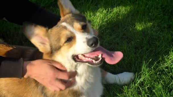 Gros plan portrait des mains griffant chien corgy assis sur fond d'herbe verte . — Video