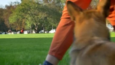 Yeşil çim zemin üzerine corgy köpekle insan oynarken yakın çekim portre