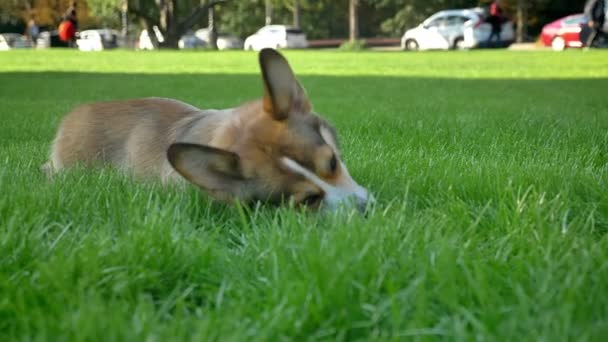 Close-up portret van corgy hond kauwen van kleine bal en draait op de achtergrond van de groene park. — Stockvideo