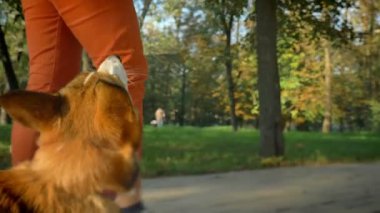İnsan corgy köpek yukarı doğru yeşil parkta izlerken ile yürüyüş yakın çekim portre.